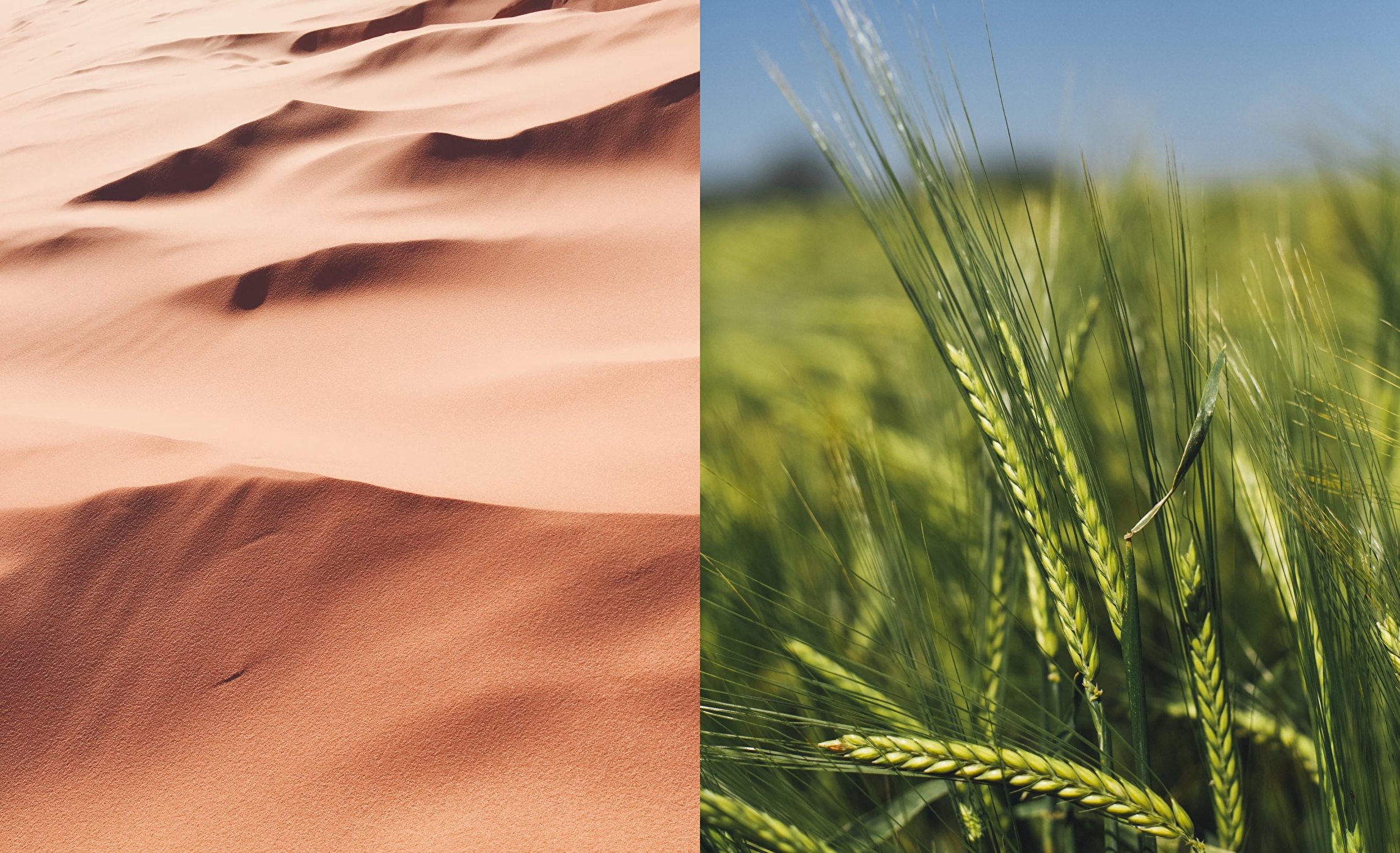 Visual photography of desert dunes. Visual photography of green wheat in closeup.