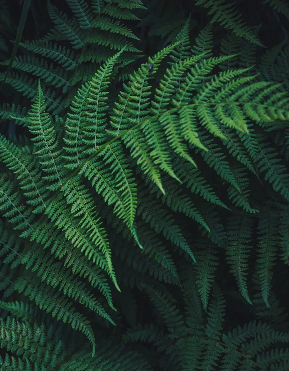 Plastic®/Sostenibilidad